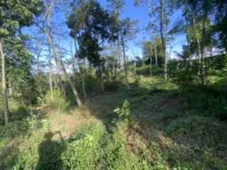 dijual tanah jl raya sukamakmur puncak dua