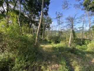 dijual tanah jl raya sukamakmur puncak dua