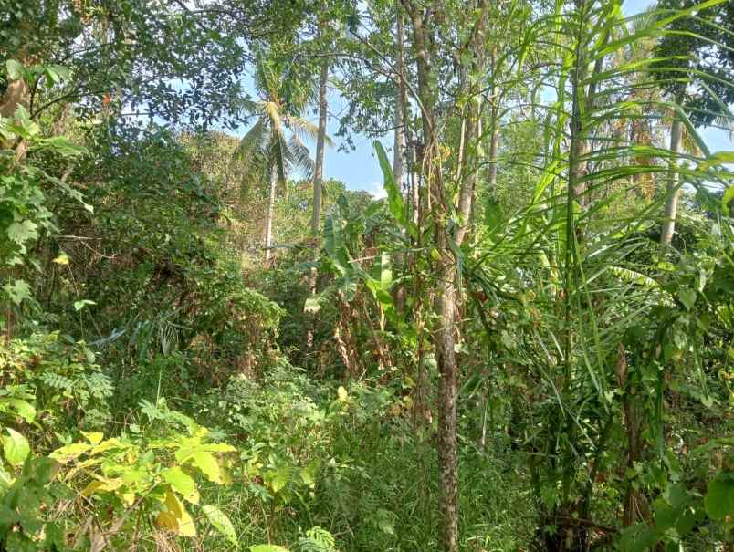 dijual tanah murah cocok untuk usaha besar investasi