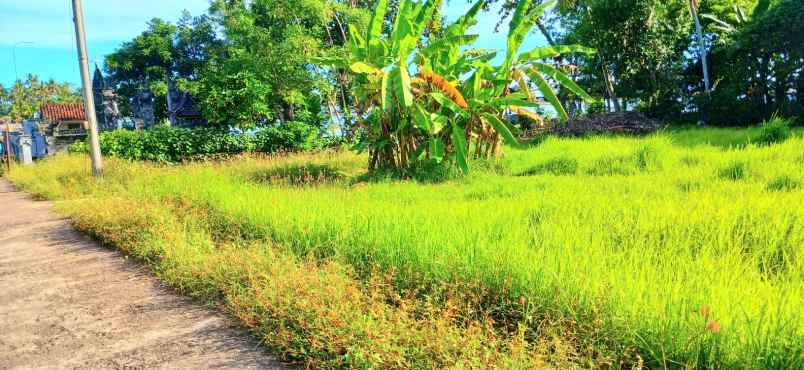 dijual tanah pengambengan negara