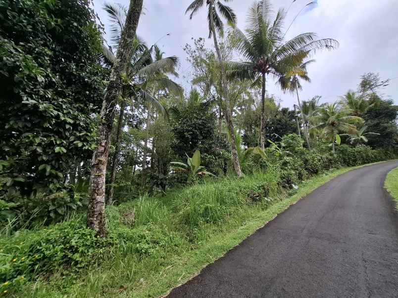 dijual tanah perkebunan murah