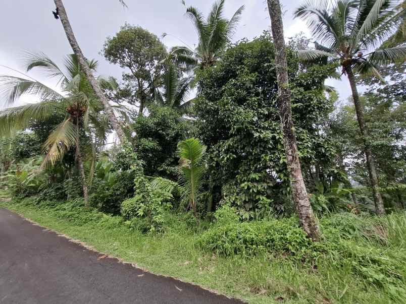 dijual tanah perkebunan murah