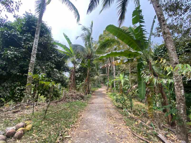 dijual tanah pupuan tabanan bali
