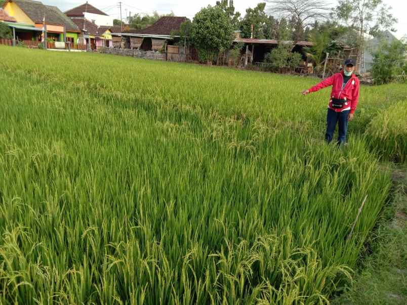 dijual tanah sawah produksi