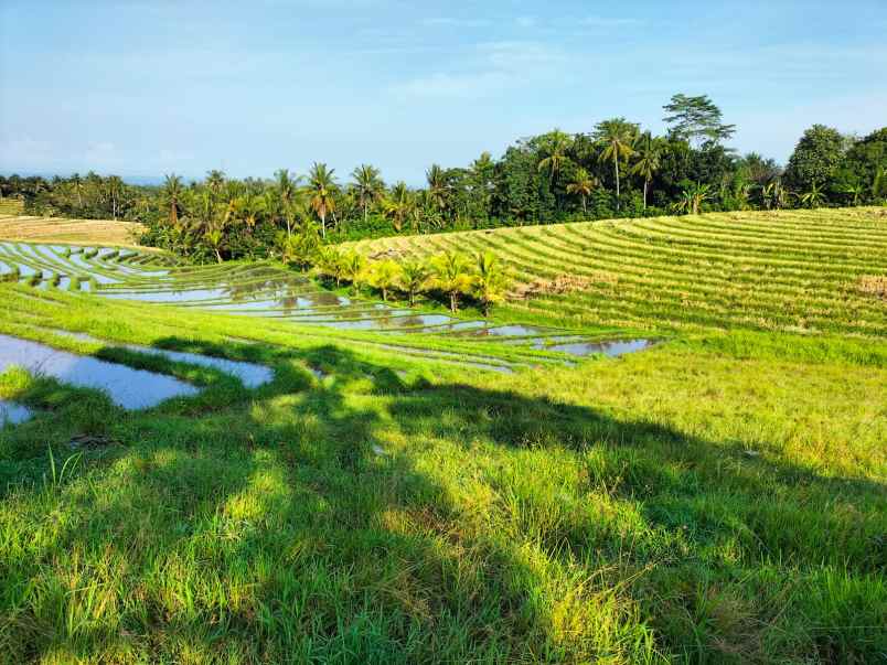 dijual tanah selemadeg tabanan bali
