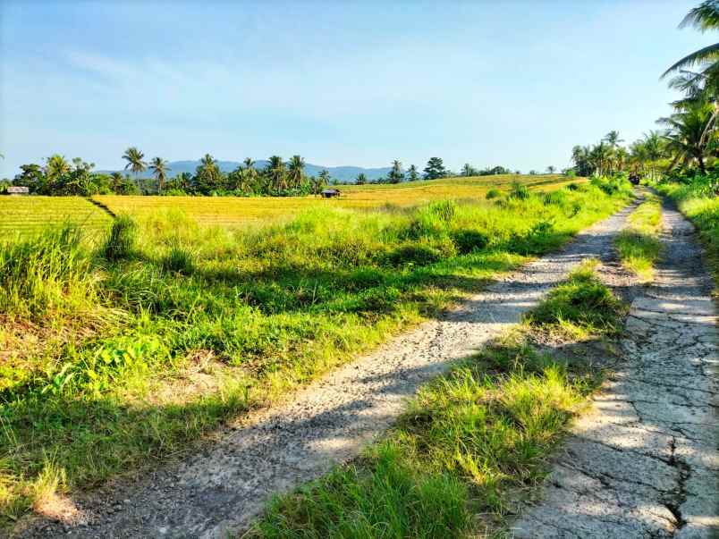 dijual tanah selemadeg tabanan bali