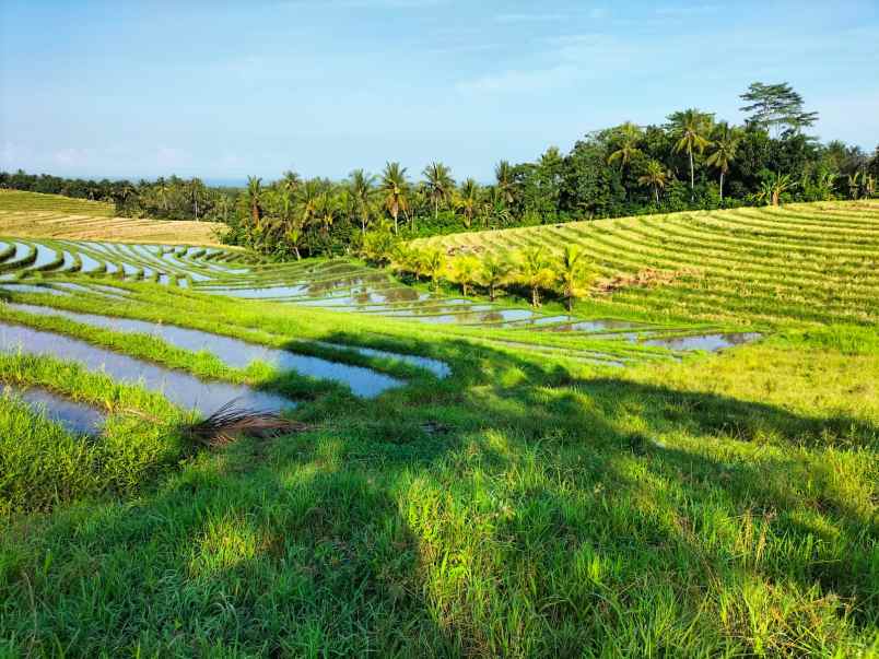 dijual tanah selemadeg tabanan bali