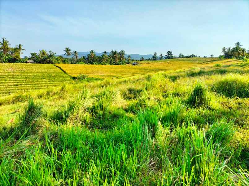 dijual tanah selemadeg tabanan bali