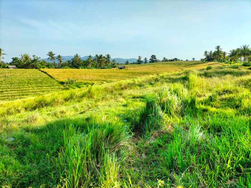 dijual tanah selemadeg tabanan bali