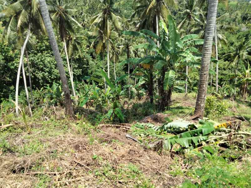 dijual tanah selemadeg tabanan bali