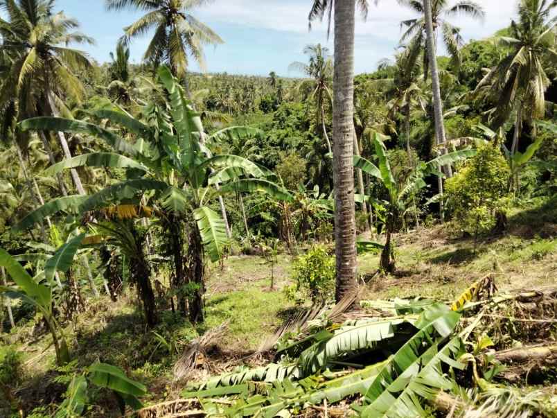 dijual tanah selemadeg tabanan bali