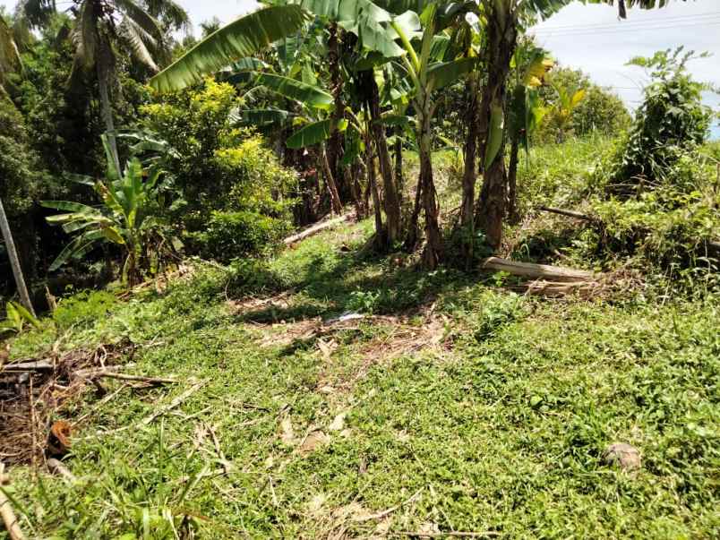 dijual tanah selemadeg tabanan bali