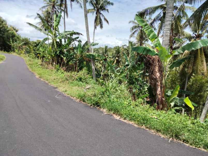 dijual tanah selemadeg tabanan bali