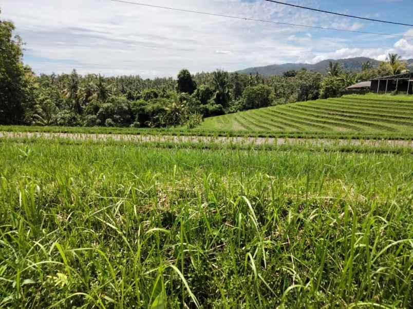 dijual tanah selemadeg tabanan bali