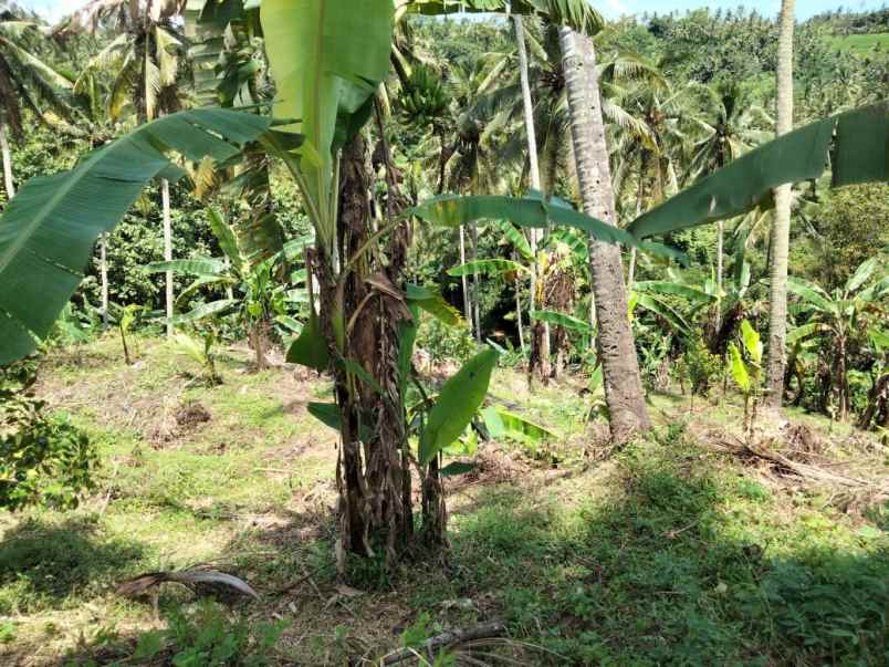 dijual tanah selemadeg tabanan bali