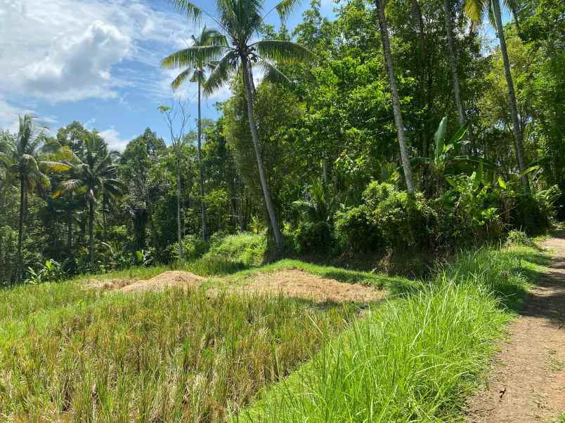 dijual tanah wanagiri selemadeg tabanan