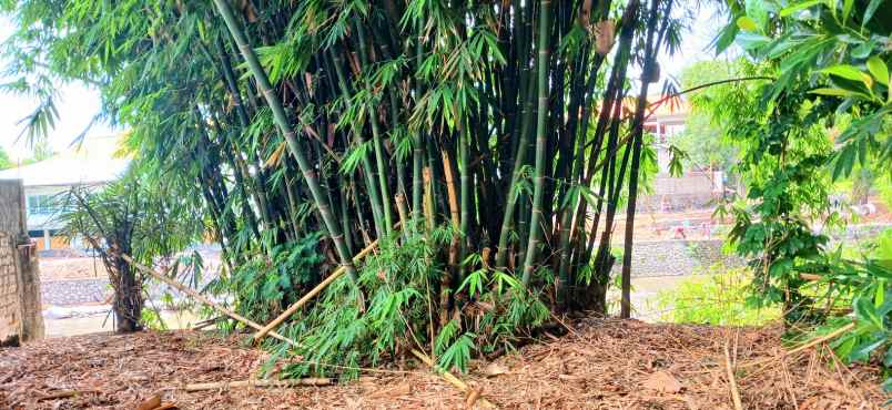 disewakan tanah jalan sekar sari denpasar bali