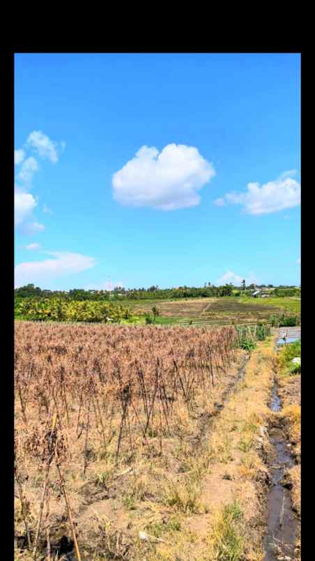 disewakan tanah tibu biu tabanan bali