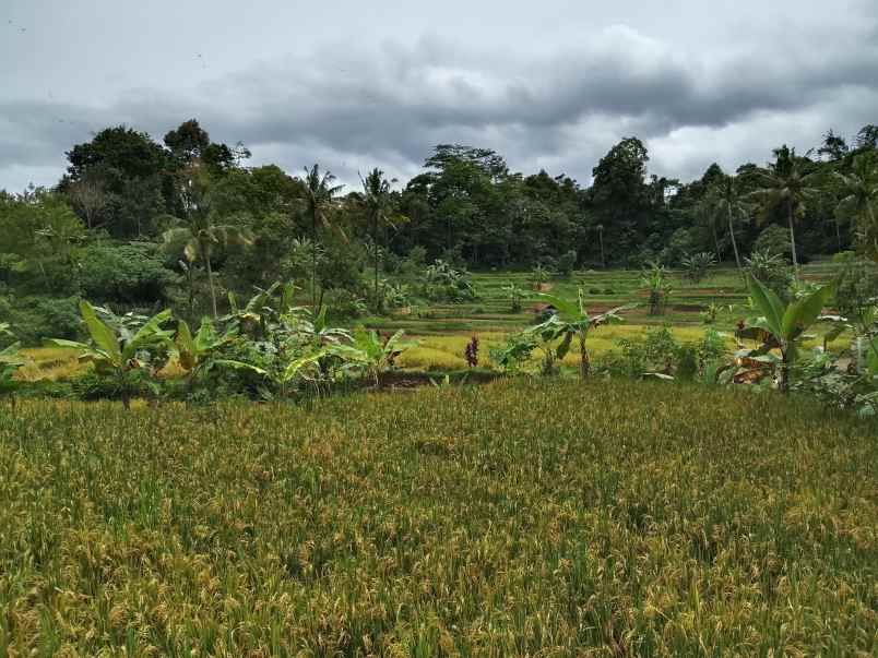 for sale tanah sawah dekat sungai jalan cagak subang