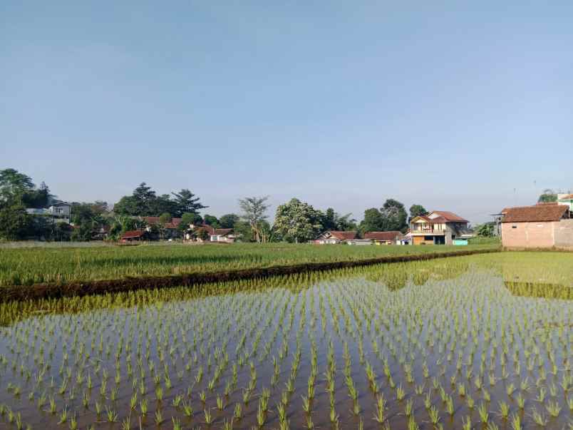 jual cepat tanah sawah cimanggung sumedang