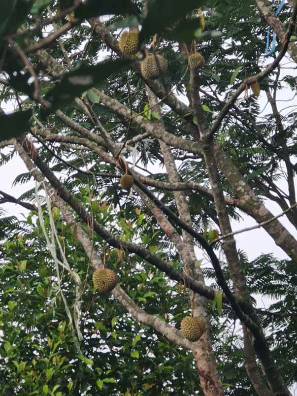 jual kebun durian manggis 100 hektar di bogor raya