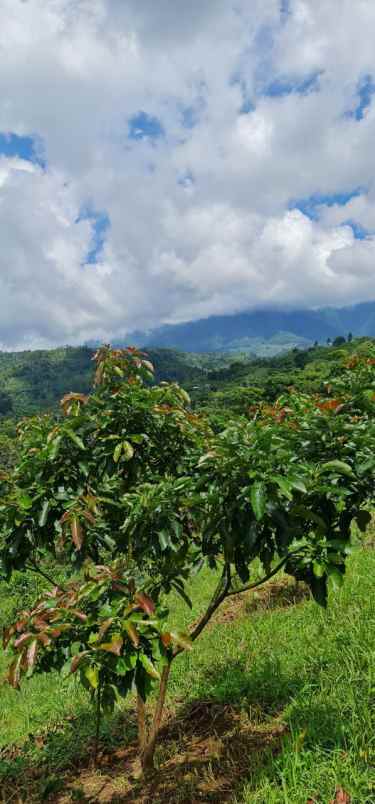 jual tanah super murah bandung selatan