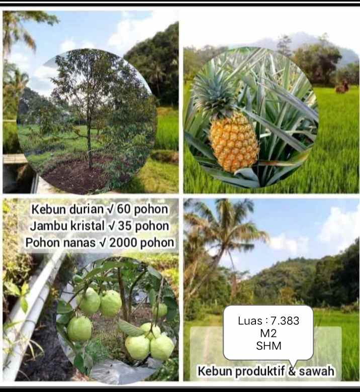 kebun produktif daerah cijambe subang jawa barat