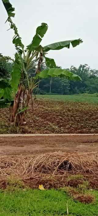 lahan produktiv pinggir jln desa