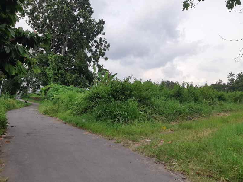 sawah murah dijual di area kalasan