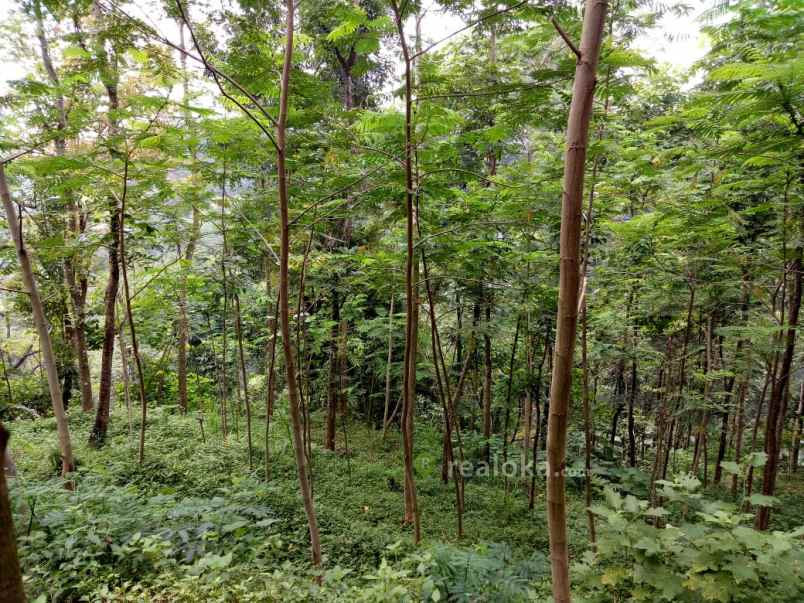 tanah dayurejo pandaan