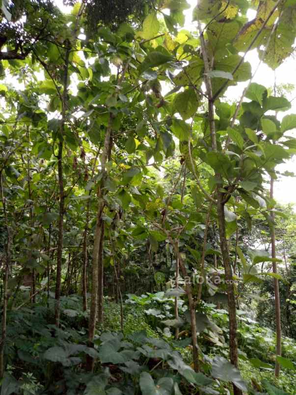 tanah dayurejo pandaan