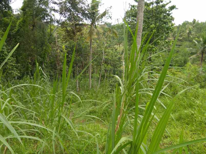 tanah di karang anyar jari agung luas 6200m shm