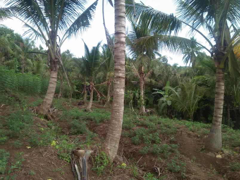 tanah pantai soka selemadeg tabanan