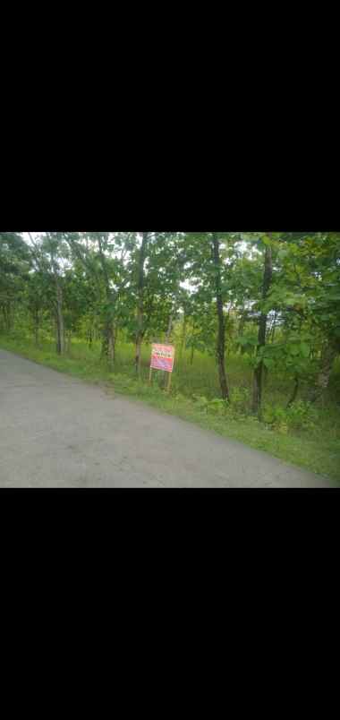 tanah tegalan murah ada pohon jati