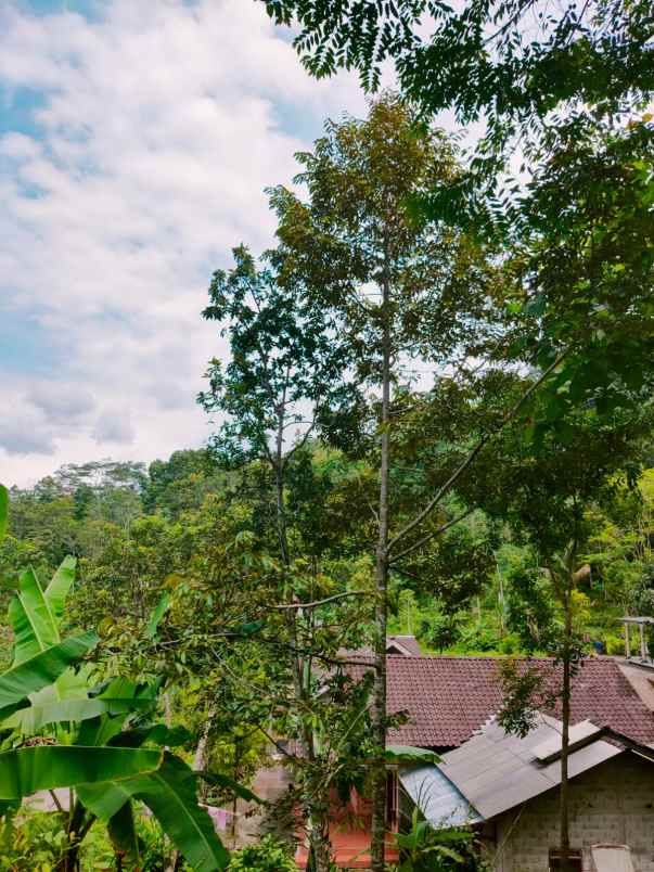 tanah tepi jl dpu kemuning