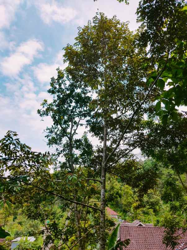 tanah tepi jl dpu kemuning