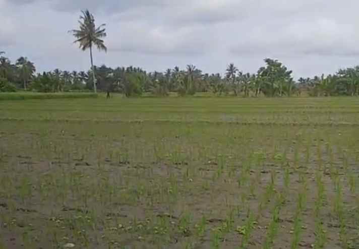 dijual cepat sawah di desa gendoh sempu banyuwangi
