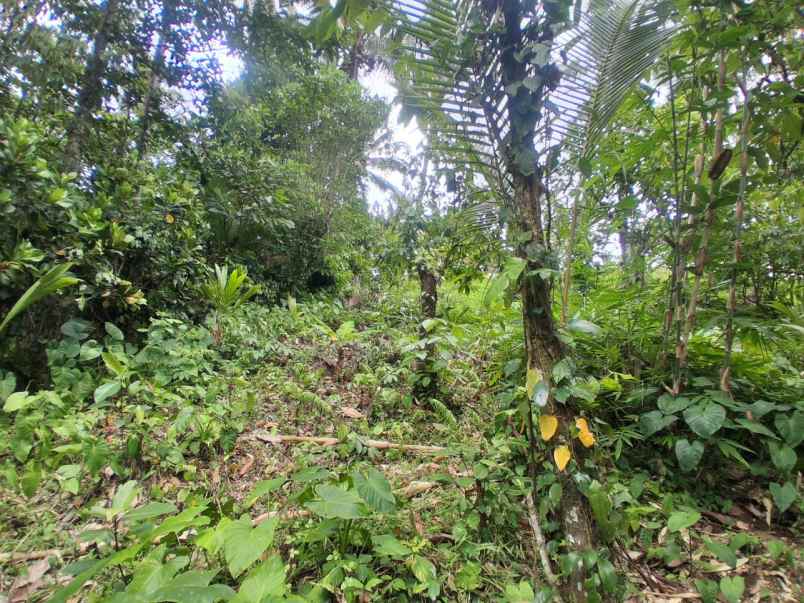 dijual tanah desa antosari kec