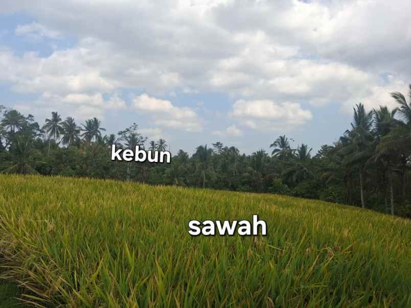 dijual tanah desa antosari kec