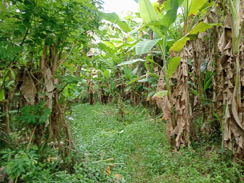 dijual tanah desa bajra kec selemadeg