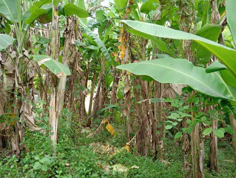 dijual tanah desa bajra kec selemadeg