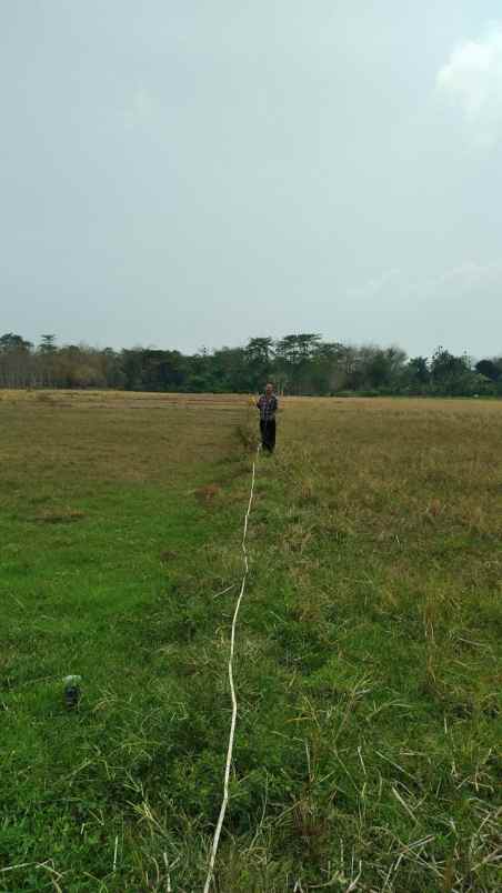 dijual tanah desa kepongpongan kec