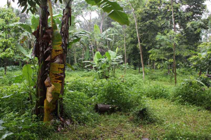 dijual tanah desa taman suruh kec