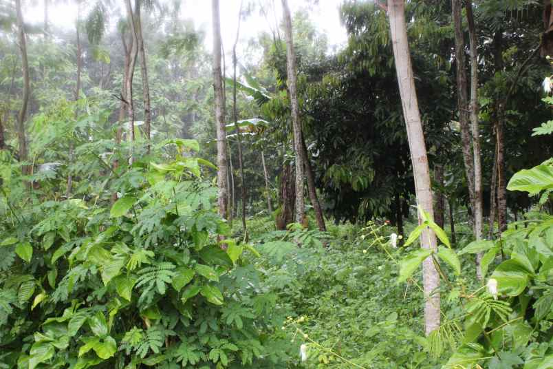 dijual tanah desa taman suruh kec