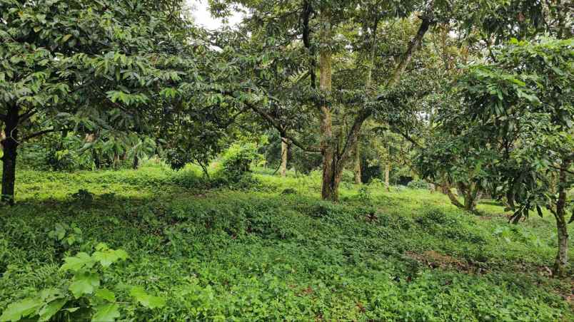 dijual tanah ds tamansari kec tamansari