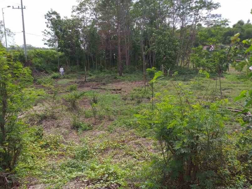 dijual tanah dsn sebani tanjang ngono