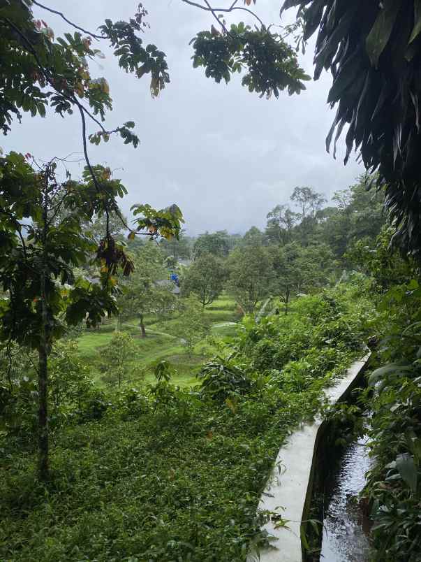 dijual tanah jl cibalung cijeruk bogor