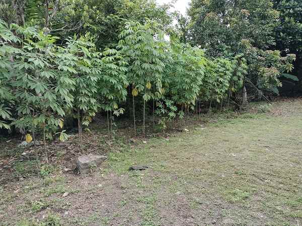 dijual tanah jl palagan km 10 rejodani