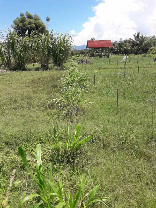 dijual tanah jln bangsal baru pemenang