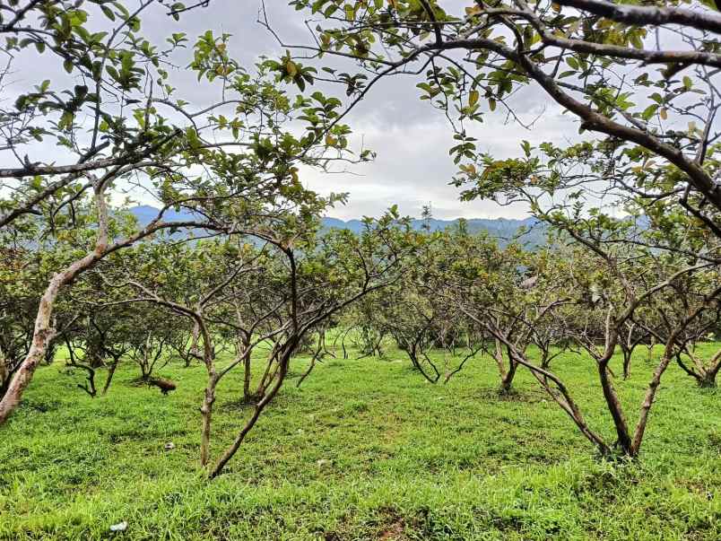 dijual tanah kebun jambu seluas 17 000